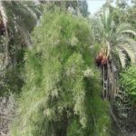 درختی که نفت تولید میکند+ عکس