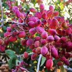 باغداران: پسته را کیلویی ۳۰ هزار تومان فروختیم