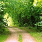 طبیعت سبز قم پس از ۱۰ سال