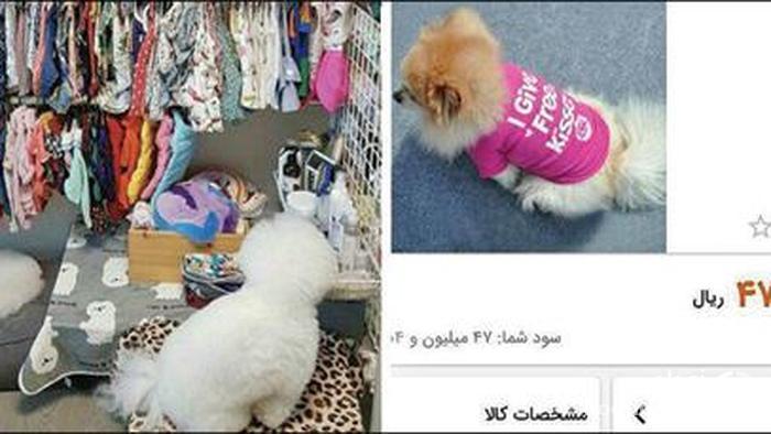 تیشرت ۴ میلیون و ۷۰۰ هزار تومانی یک سگ اشرافی در ایران !