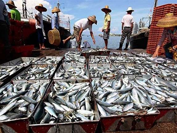 چین بازار ماهی ایران را خراب کرده است