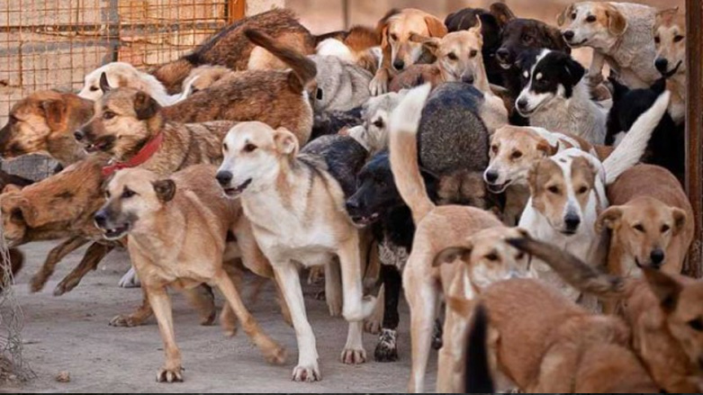 کشتن ۳۷ قلاده سگ با مجوز قانونی!