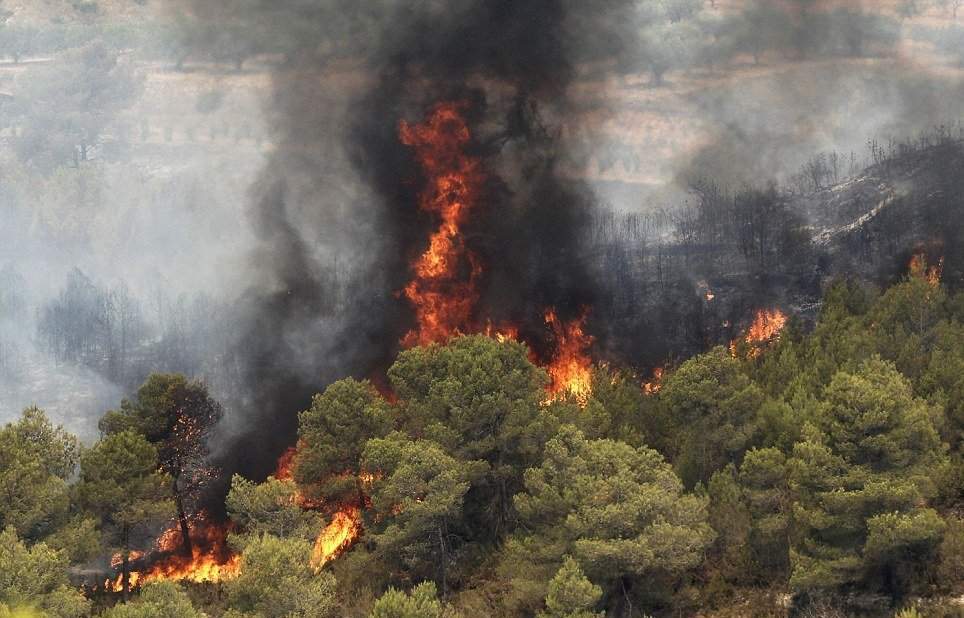 زندان در انتطار عاملان آتش‌سوزی در جنگل‌ها
