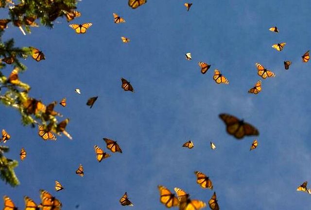پروانه‌ها تا کی مهمان تهران هستند؟