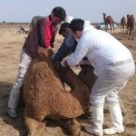 ویروس کرونای مشاهده شده در شترهای منطقه شرق هرمزگان با ویروس کرونای فعلی در چین متفاوت است.