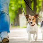 سگ گردانی در محل بازی کودکان در بوستان های تهران ممنوع شد