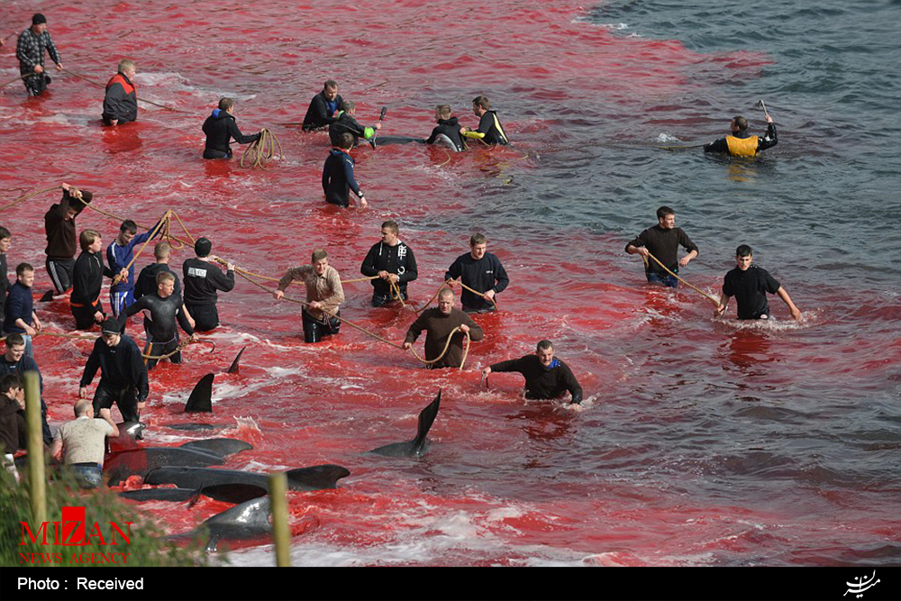تلاش برای توقفِ “سنت وحشیانه قتل‌عام نهنگ‌ها” در دانمارک