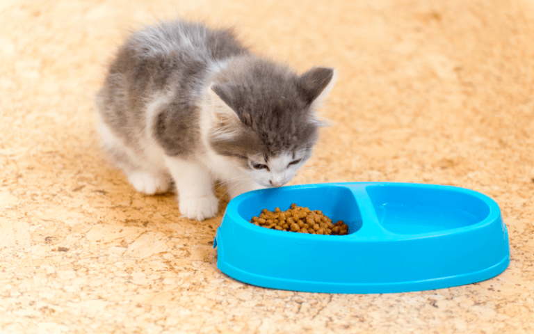 غذارسانی به سگ و گربه، سبب آسیب به محیط زیست است
