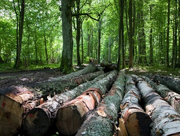 زخم تبر بر تن جنگل هیرکانی و قطع درختان کهنسال/ چه کسانی کمر به نابودی جنگل‌ها بسته‌اند؟